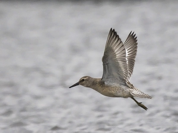 Isosirri, Red Knot, Calidris canutus